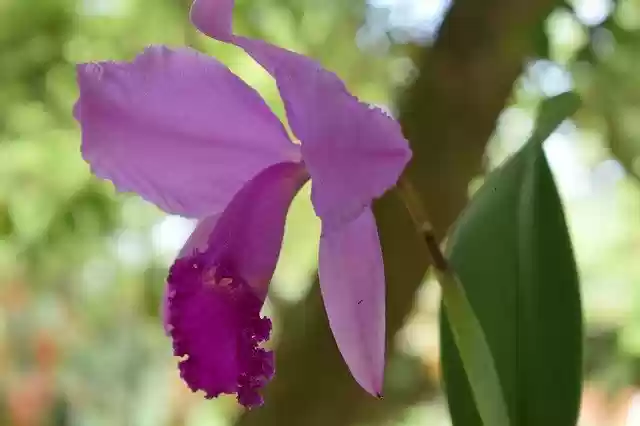 Free download Orchid Flower Nature -  free photo or picture to be edited with GIMP online image editor
