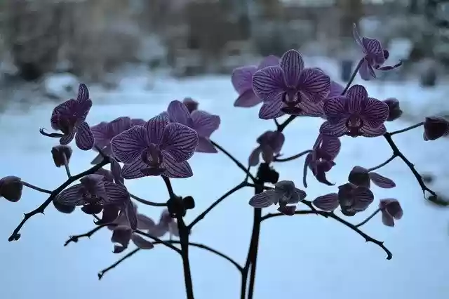 Free download Orchid Flowers Flora free photo template to be edited with GIMP online image editor