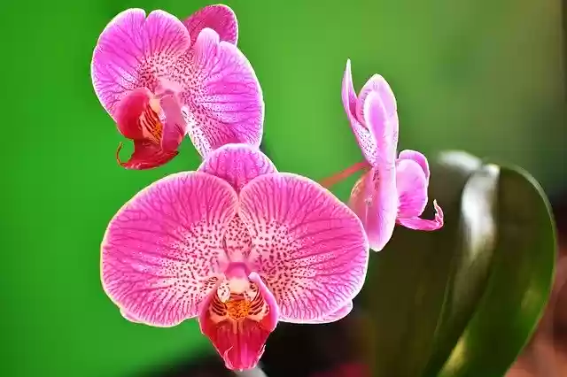 Free download Orchid Flowers Macro free photo template to be edited with GIMP online image editor