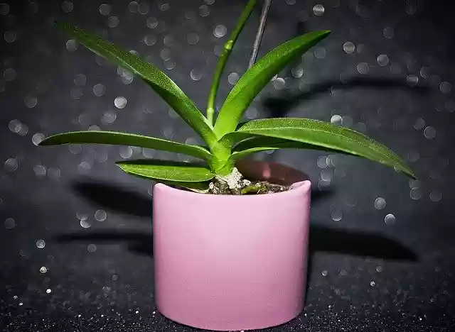 Free download Orchid Flowers Tropical -  free free photo or picture to be edited with GIMP online image editor