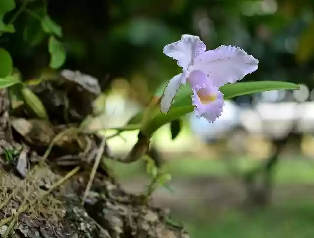 Free download Orchid Flower Tropical -  free photo or picture to be edited with GIMP online image editor