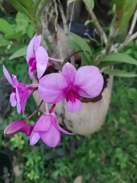 Free download Orchid Flower Violet -  free photo or picture to be edited with GIMP online image editor