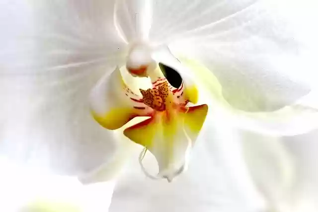 Free download Orchid Flower White -  free photo or picture to be edited with GIMP online image editor