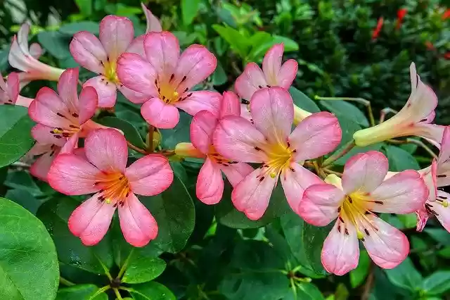 Free download Orchids Botanical Garden Flowers -  free photo or picture to be edited with GIMP online image editor