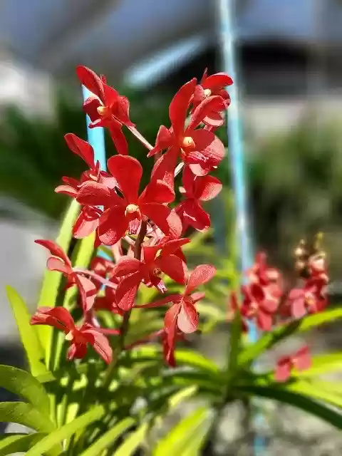 Free download Orchids Flower Beauty -  free photo or picture to be edited with GIMP online image editor