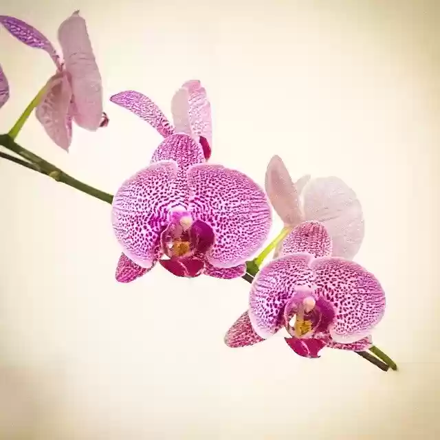 Free download Orchids Flower Bloom -  free free photo or picture to be edited with GIMP online image editor