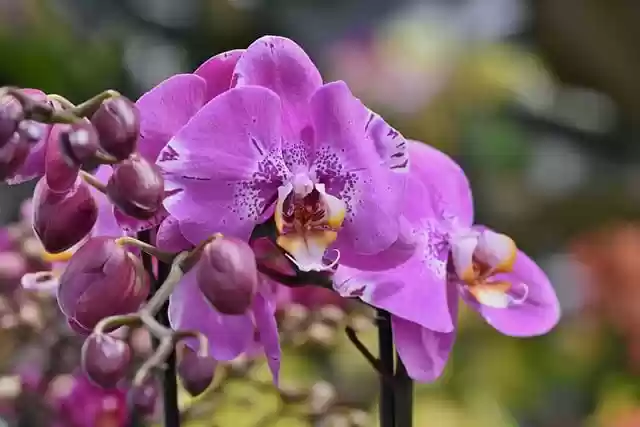 Free download orchids flower petals orchid flower free picture to be edited with GIMP free online image editor