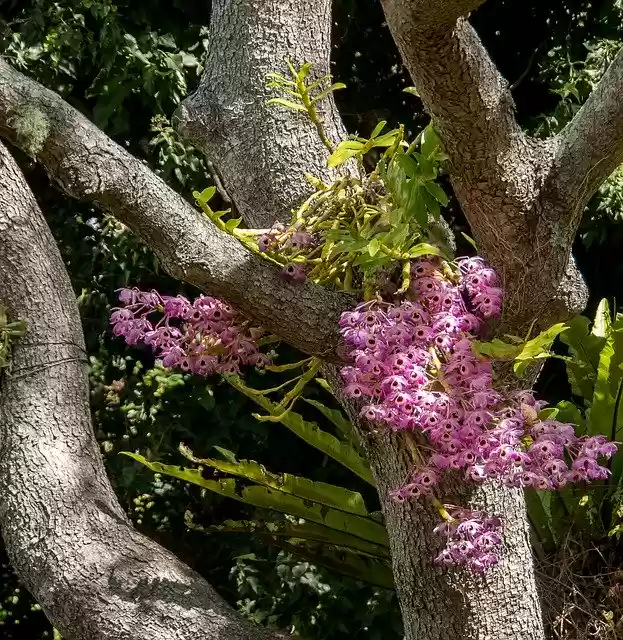 Free download Orchids Flowers Blooms -  free photo or picture to be edited with GIMP online image editor