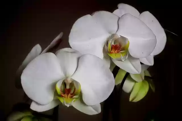 Free download Orchids Flowers Potted -  free free photo or picture to be edited with GIMP online image editor