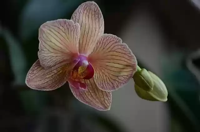 Free download Orchid Tropical Coloring free photo template to be edited with GIMP online image editor