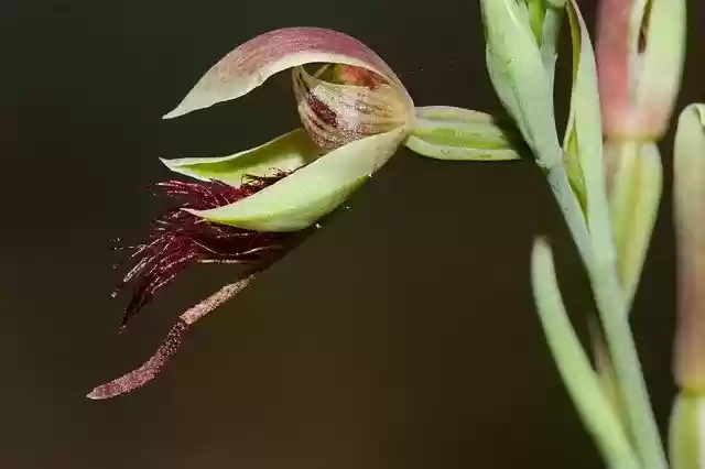 Free download Orchid Wildflower Australia -  free photo or picture to be edited with GIMP online image editor