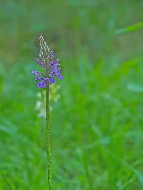 Free download Orchid Wild Flower Blossom -  free photo or picture to be edited with GIMP online image editor