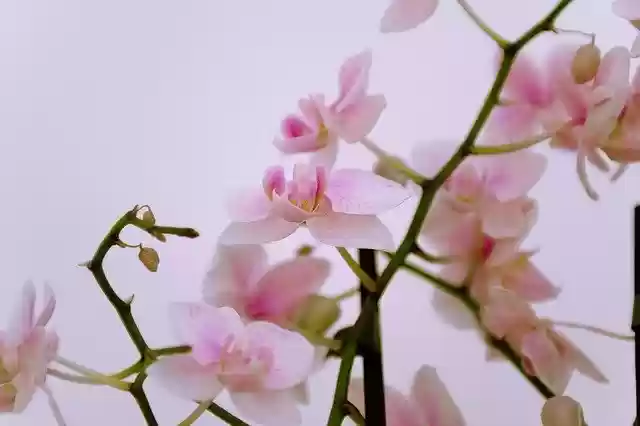 Free download Orchis Flower Flowers -  free photo or picture to be edited with GIMP online image editor