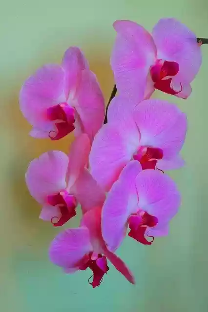 Free download Orchis Flower Orchid -  free free photo or picture to be edited with GIMP online image editor