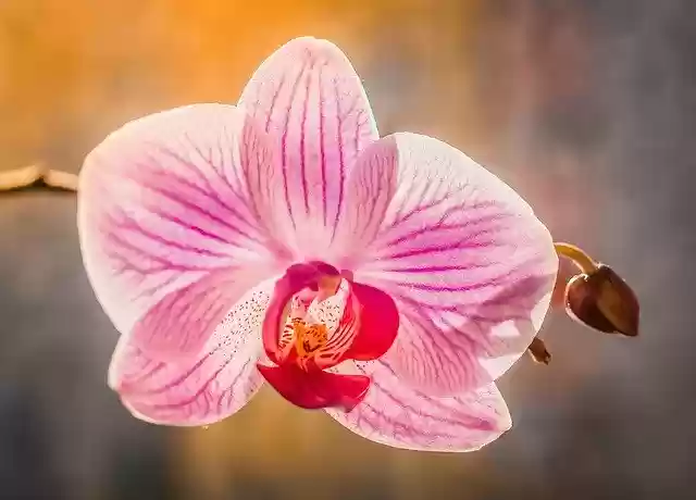 Free download Orchis Flower Pastel Colors -  free photo or picture to be edited with GIMP online image editor