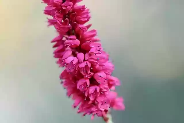 Free download orient knotweed eastern knotweed free picture to be edited with GIMP free online image editor