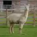 Ornamental camel next to the fence  screen for extension Chrome web store in OffiDocs Chromium