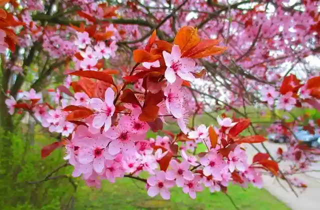 Free download Ornamental Cherry At The Else -  free free photo or picture to be edited with GIMP online image editor