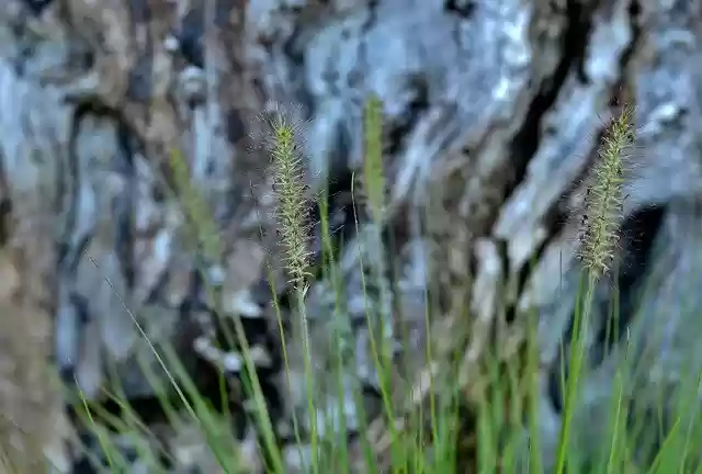 Free download Ornamental Grass Bokeh -  free photo or picture to be edited with GIMP online image editor