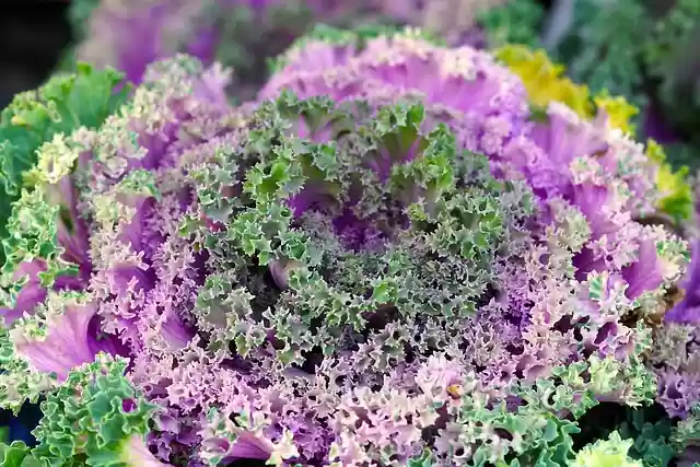 Free download ornamental kale vegetable plant free picture to be edited with GIMP free online image editor