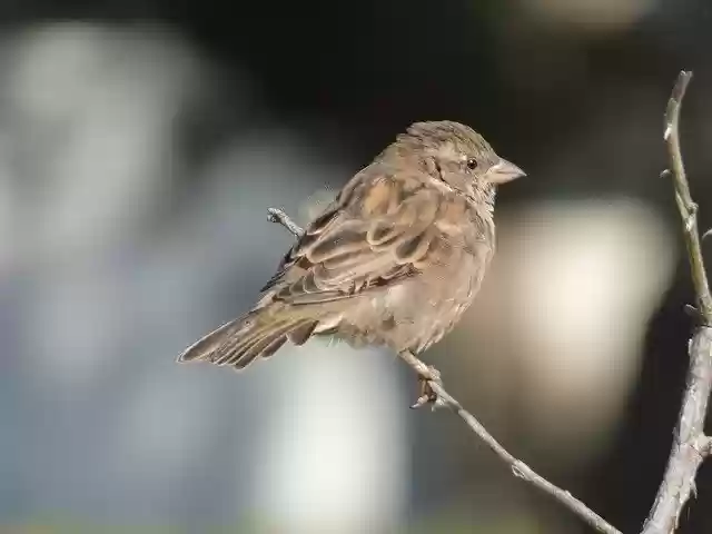 Free download Ornithology Bird House Sparrow -  free photo or picture to be edited with GIMP online image editor