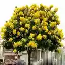osaka tree yellow flower wallpaper  screen for extension Chrome web store in OffiDocs Chromium