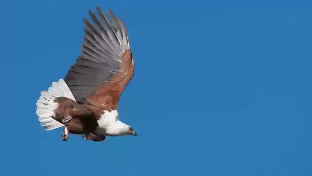 Free download Osprey Botswana Okavango Delta -  free photo or picture to be edited with GIMP online image editor