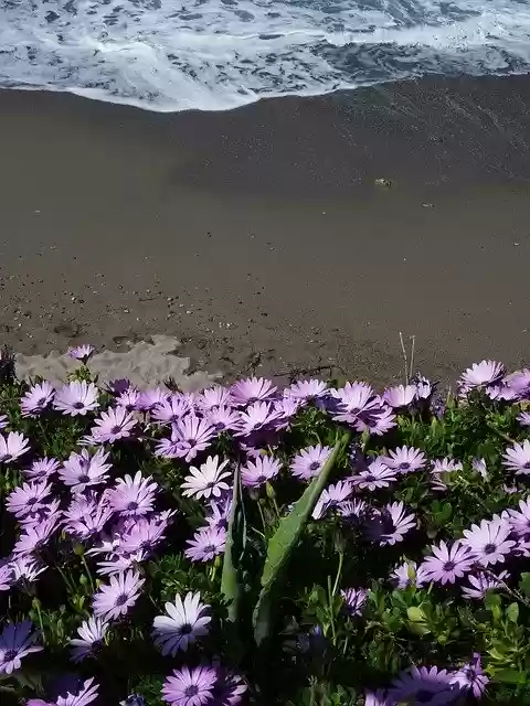 Free download Osteospermum Crete Beach -  free photo or picture to be edited with GIMP online image editor