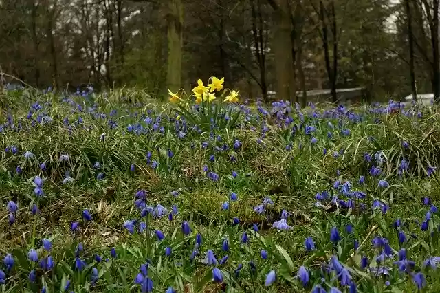 Free download Osterblumen Spring The Beginning -  free free photo or picture to be edited with GIMP online image editor