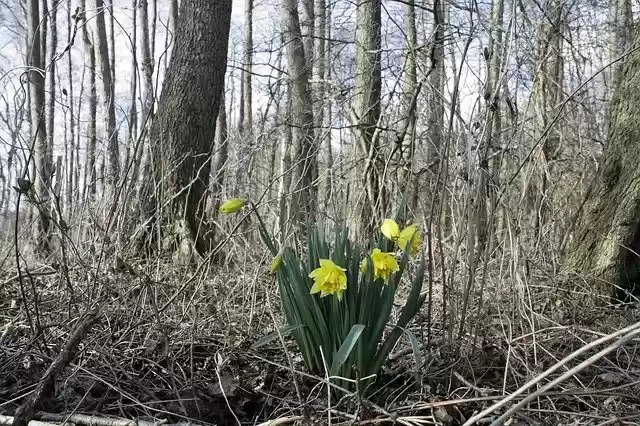 Free download Osterglocken Narcissus -  free free photo or picture to be edited with GIMP online image editor