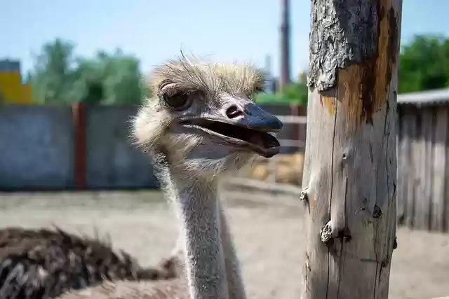 Free download ostrich bird animal zoo beak free picture to be edited with GIMP free online image editor