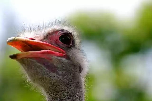 Free download ostrich bird head beak feathers free picture to be edited with GIMP free online image editor