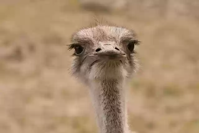 Free download ostrich bird ornithology wildlife free picture to be edited with GIMP free online image editor