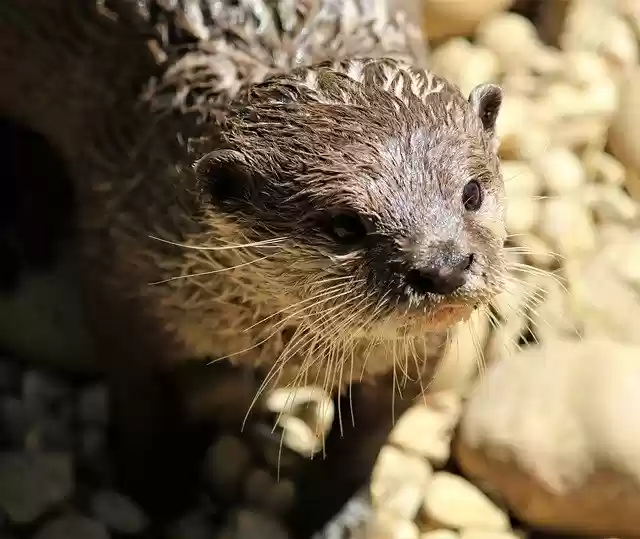 Free download otter animal mammal wildlife zoo free picture to be edited with GIMP free online image editor