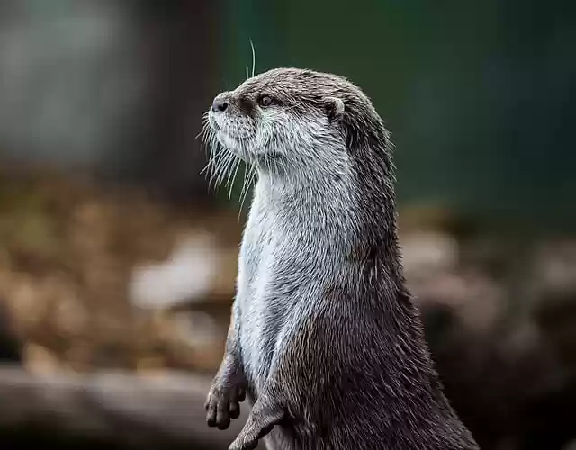 Free download otter animal nature zoo wildlife free picture to be edited with GIMP free online image editor