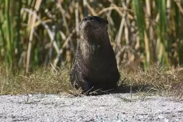Free download otter animal wildlife nature wild free picture to be edited with GIMP free online image editor
