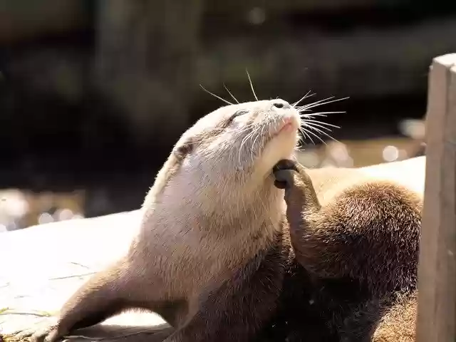 Free download Otter Grooming Animal -  free photo or picture to be edited with GIMP online image editor