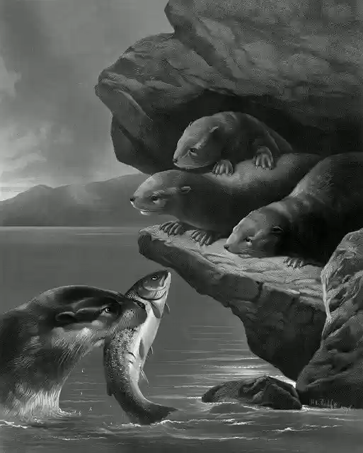 Free download Otter Otters Young -  free illustration to be edited with GIMP free online image editor