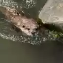Otter Swimming in the Stream  screen for extension Chrome web store in OffiDocs Chromium
