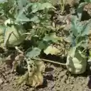 Oversized kohlrabi tubers  screen for extension Chrome web store in OffiDocs Chromium