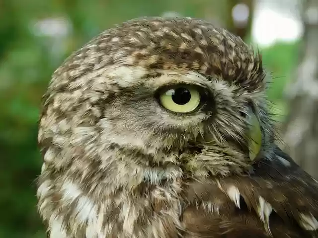 Free download owl animal bird wildlife nocturnal free picture to be edited with GIMP free online image editor