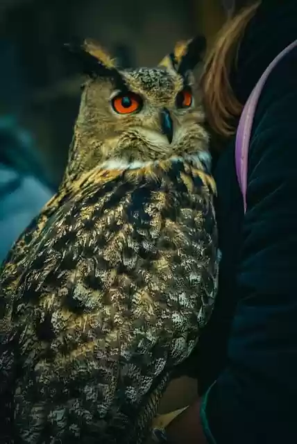 Free download owl bird plumage wing animal free picture to be edited with GIMP free online image editor