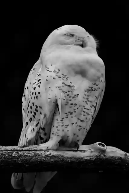 Free download owl bird tree trunk forest free picture to be edited with GIMP free online image editor