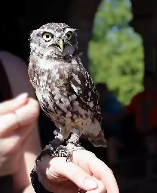 Free download Owl Burrowing Little -  free photo or picture to be edited with GIMP online image editor