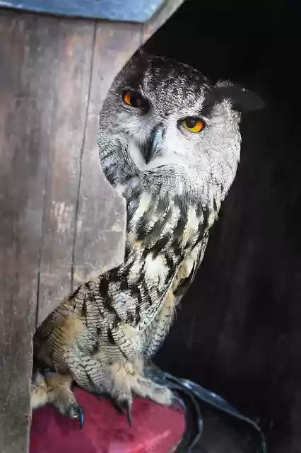 Free download Owl Grand Duke Look -  free photo or picture to be edited with GIMP online image editor