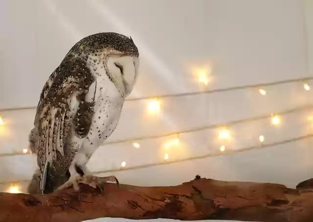 Free download Owl Nocturnal Raptor -  free photo or picture to be edited with GIMP online image editor