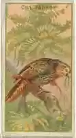 Free download Owl Parrot, from the Birds of the Tropics series (N5) for Allen & Ginter Cigarettes Brands free photo or picture to be edited with GIMP online image editor