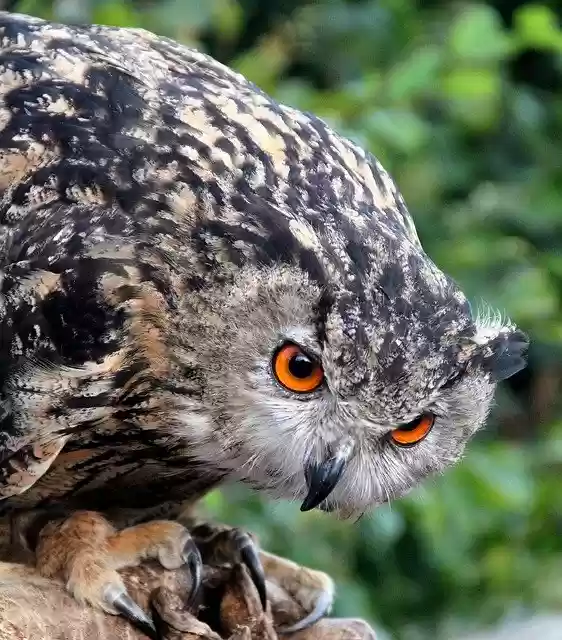 Free download Owl Rapacious Bird -  free free photo or picture to be edited with GIMP online image editor