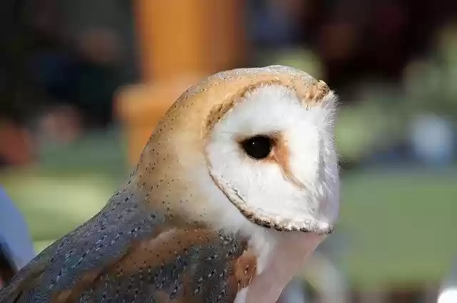 Muat turun percuma templat foto percuma Owl Raptor Bird untuk diedit dengan editor imej dalam talian GIMP