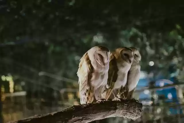 Free download owls animal white landscape free picture to be edited with GIMP free online image editor